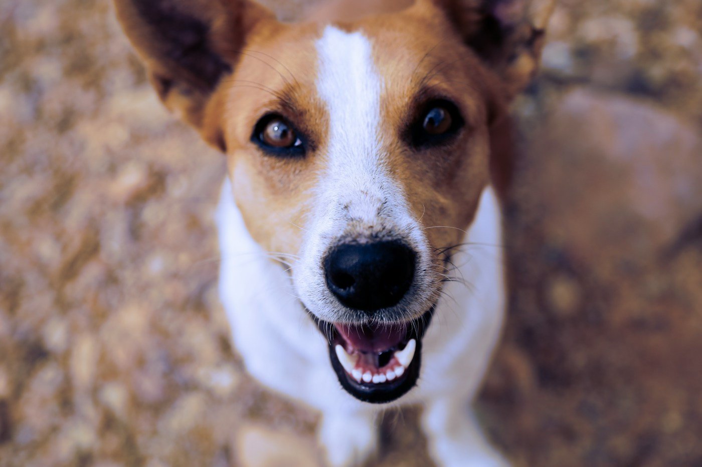 Dog wellness check at Shree Pet Hospital in Mysore